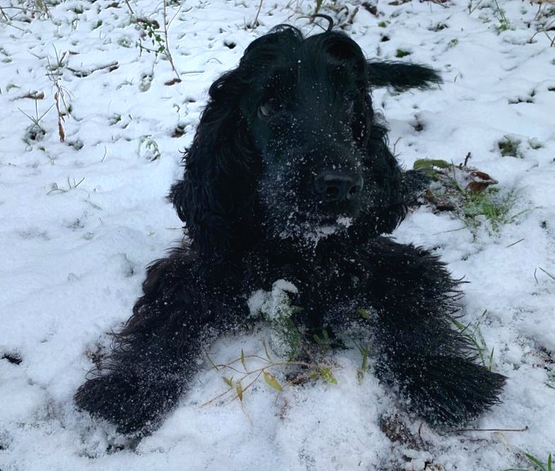 Uschi im Schnee